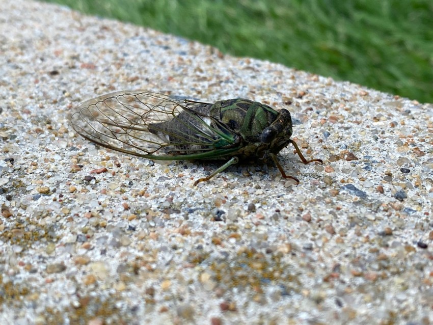 a fly sitting on the ground next to some grass