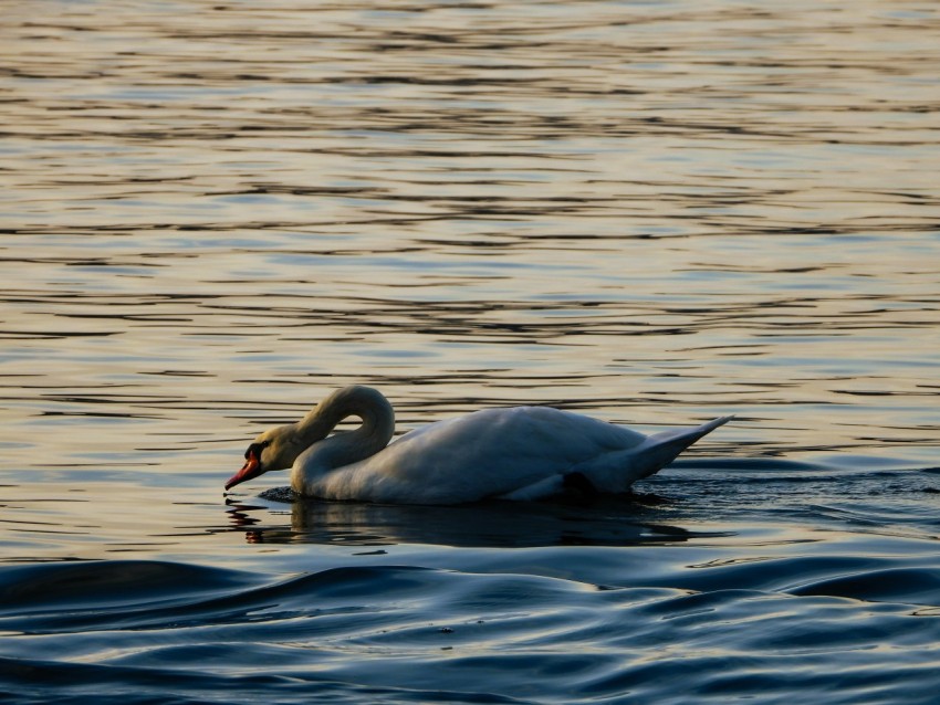 a swan is swimming in the water at sunset oRD40