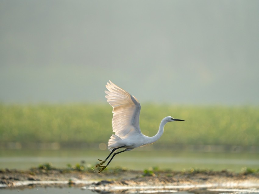 a white bird flying over a body of water