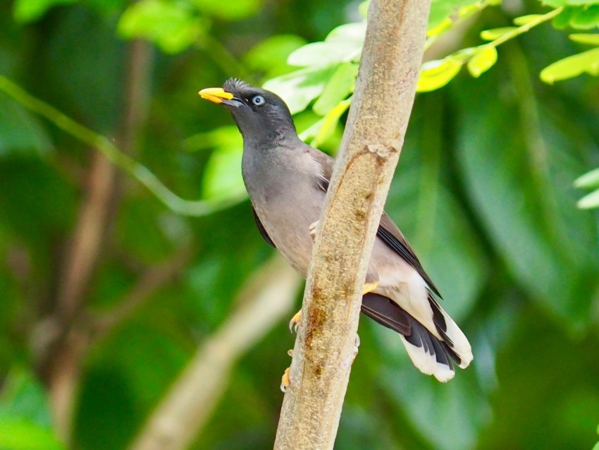 a small bird perched on a tree branch