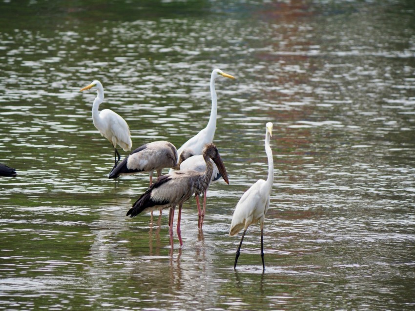 a group of birds that are standing in the water