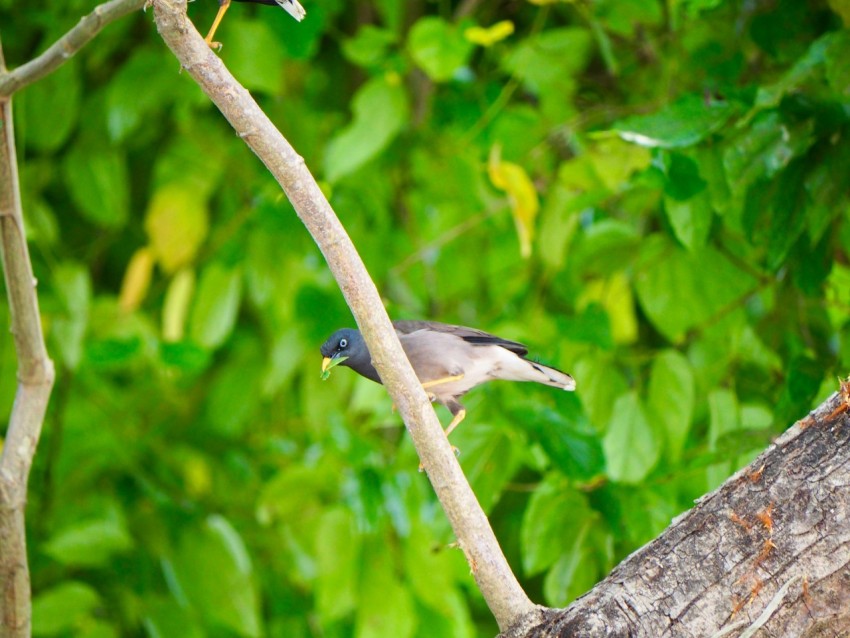 a small bird perched on a tree branch