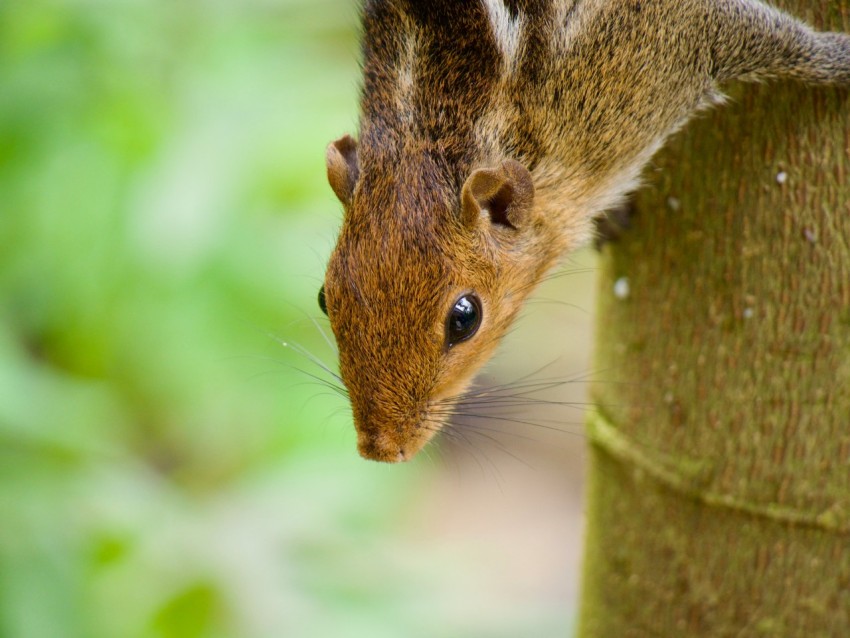 a squirrel climbing up the side of a tree