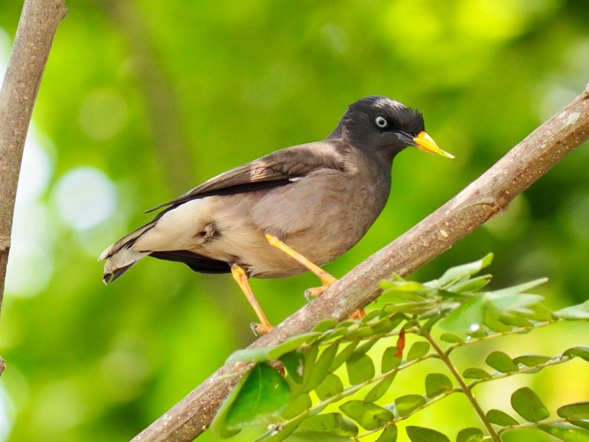 a bird perched on a branch in a tree