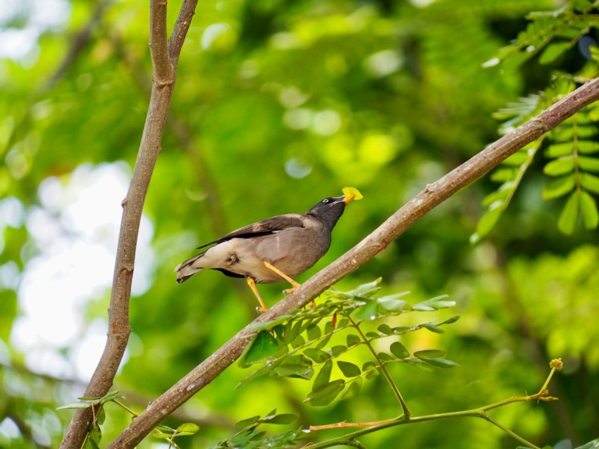 a bird perched on a branch in a tree