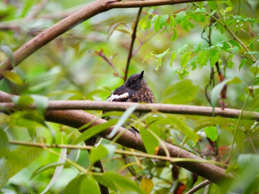 a bird sitting on a branch in a tree