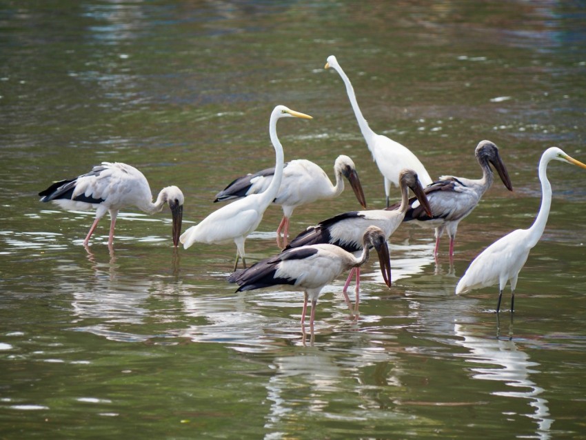 a flock of birds standing on top of a body of water