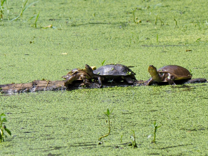 a group of turtles sitting on top of a body of water