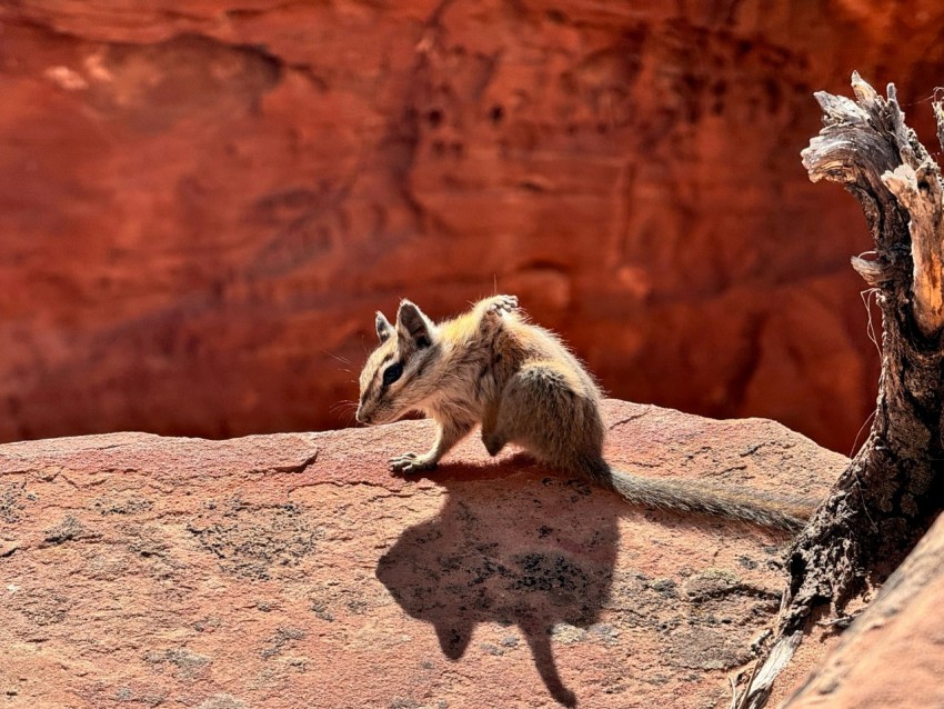 a small animal standing on top of a rock