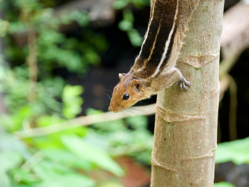 a small rodent climbing up the side of a tree