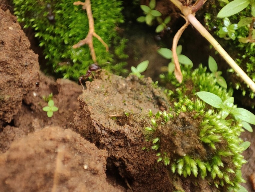 a close up of some plants and dirt