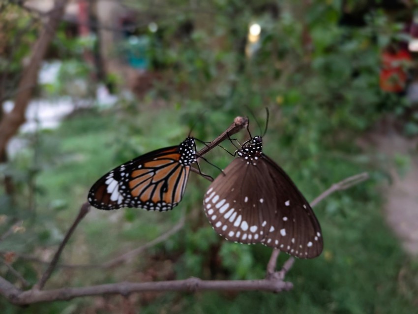 a couple of butterflies sitting on top of a tree branch