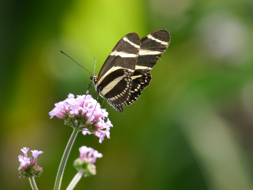 a striped butterfly sitting on top of a purple flower