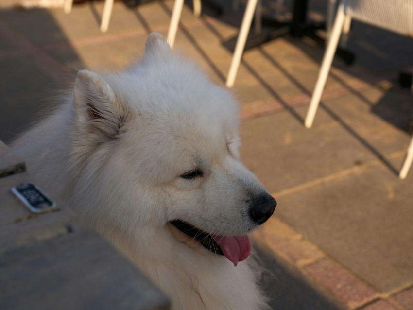 a white dog sitting on top of a sidewalk