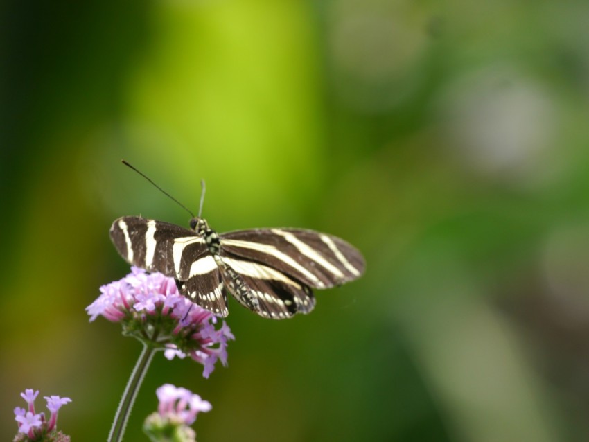 a zebra butterfly sitting on top of a purple flower