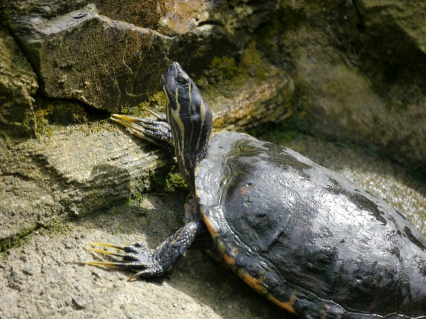 a turtle sitting on top of a rock covered ground R