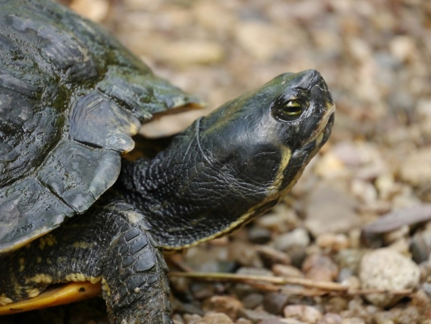 a close up of a turtle on the ground