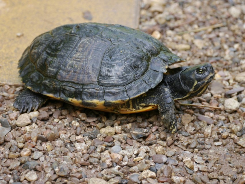 a small turtle is sitting on the ground