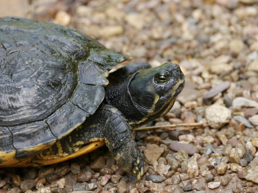 a small turtle is sitting on the ground