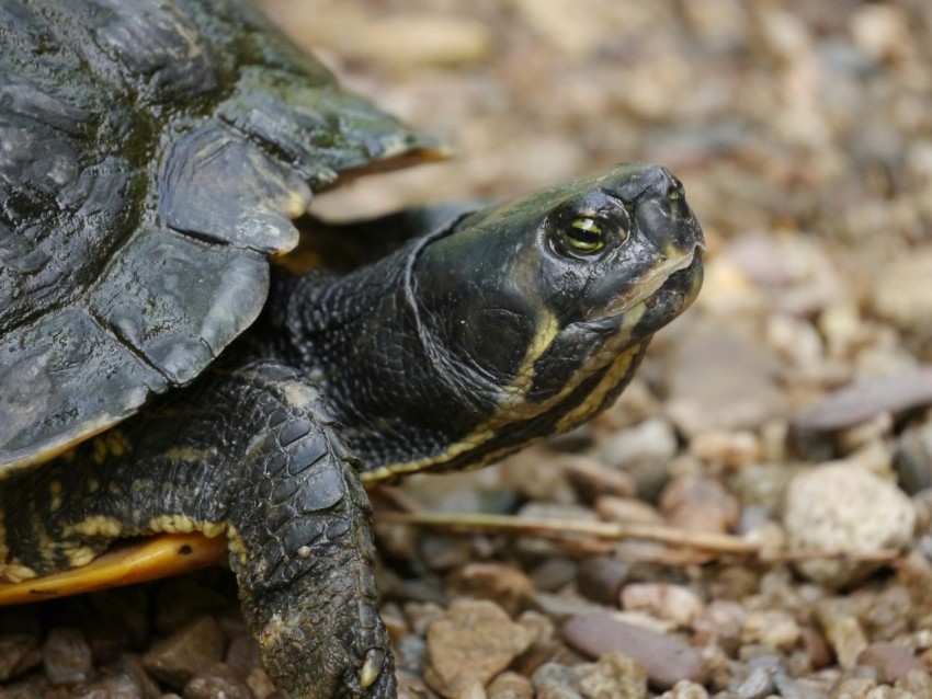 a close up of a turtle on a gravel ground