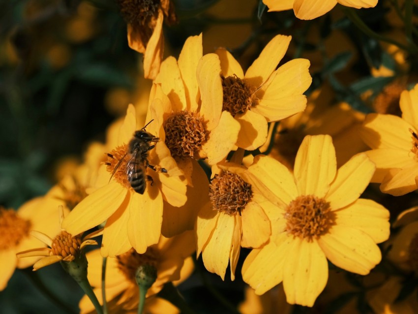 a bunch of yellow flowers with a bee on them