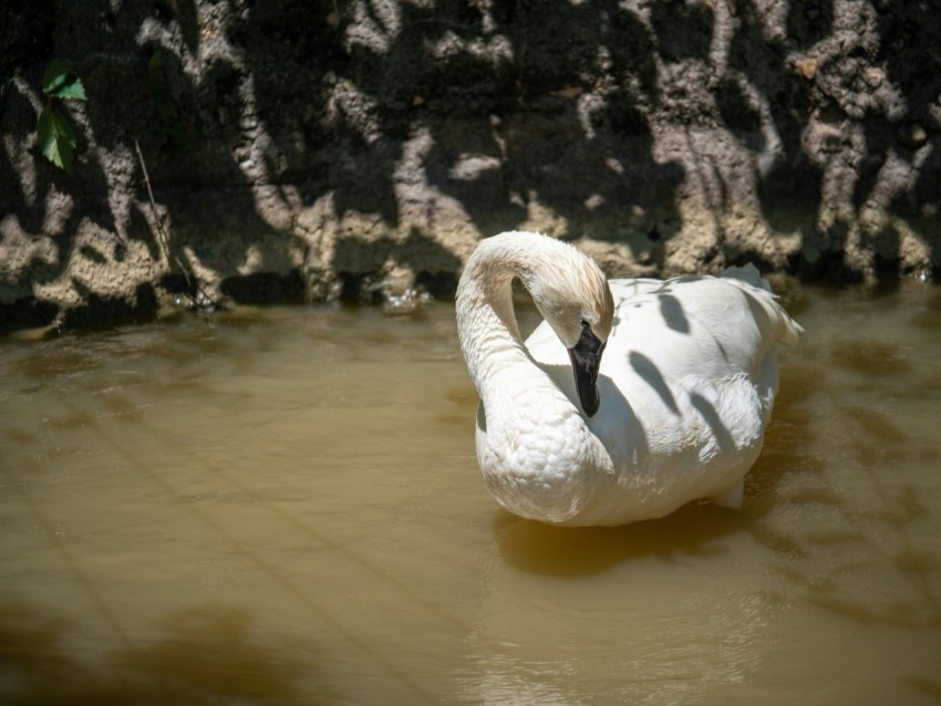 a white swan floating on top of a body of water