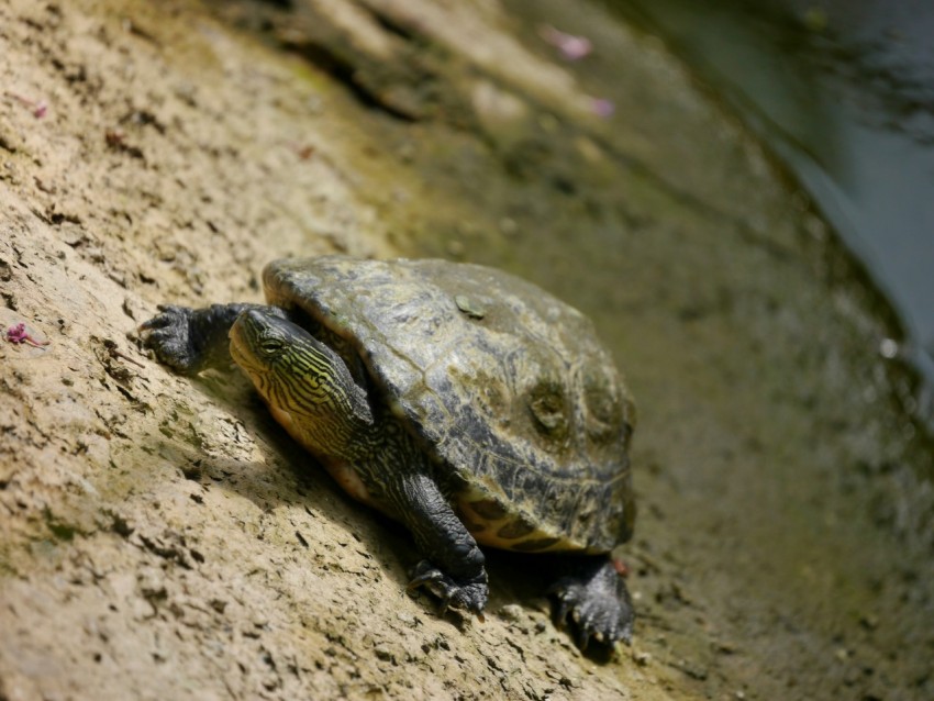 a turtle laying on the ground next to a body of water