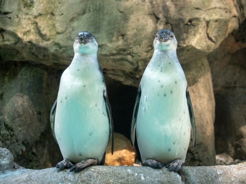 two penguins sitting on a rock in front of a cave