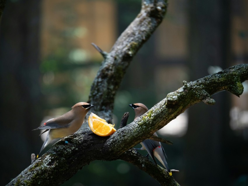 a group of birds sitting on top of a tree branch