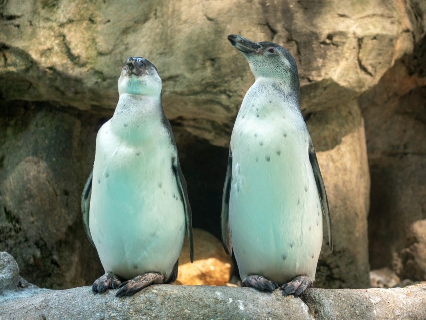 two penguins standing next to each other on a rock