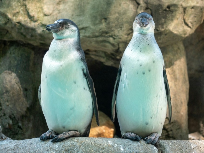 two penguins sitting on a rock in front of a cave