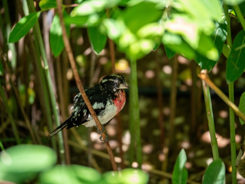 a small bird is perched on a thin branch