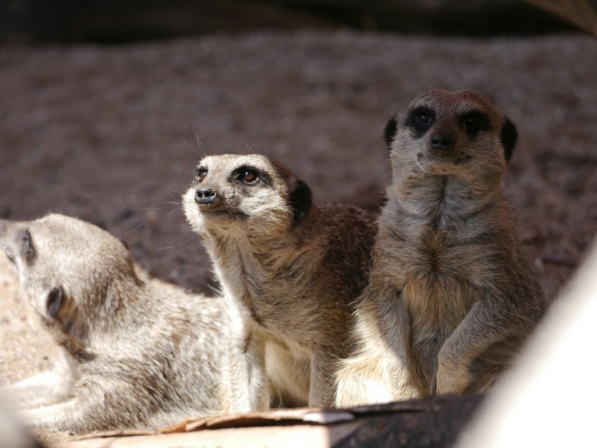 three meerkats are standing on a ledge