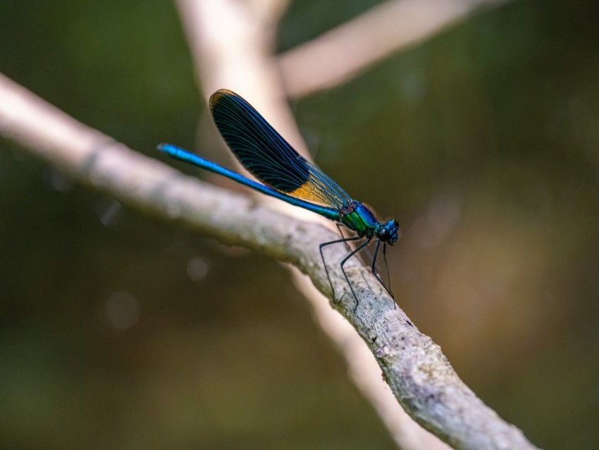 a blue dragonfly sitting on top of a tree branch