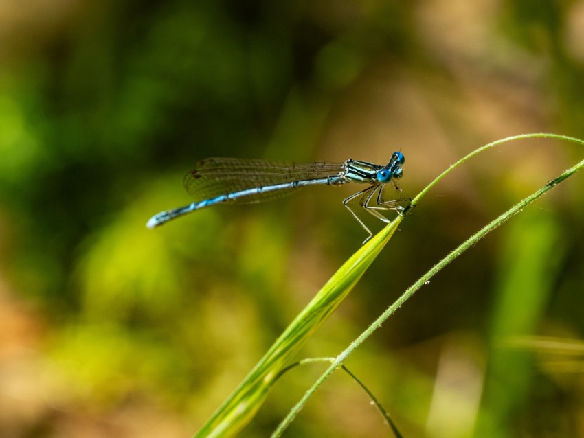 a blue dragonfly sitting on top of a blade of grass