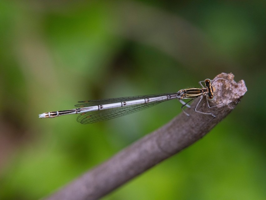 a close up of a dragonfly on a branch