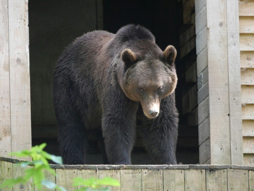 a large brown bear standing on top of a wooden platform