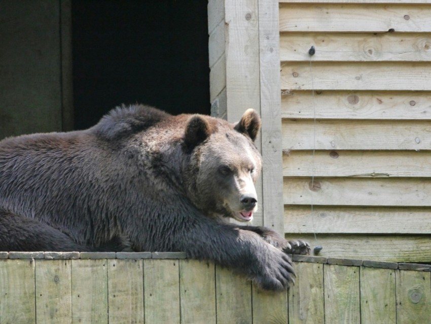 a large brown bear laying on top of a wooden fence