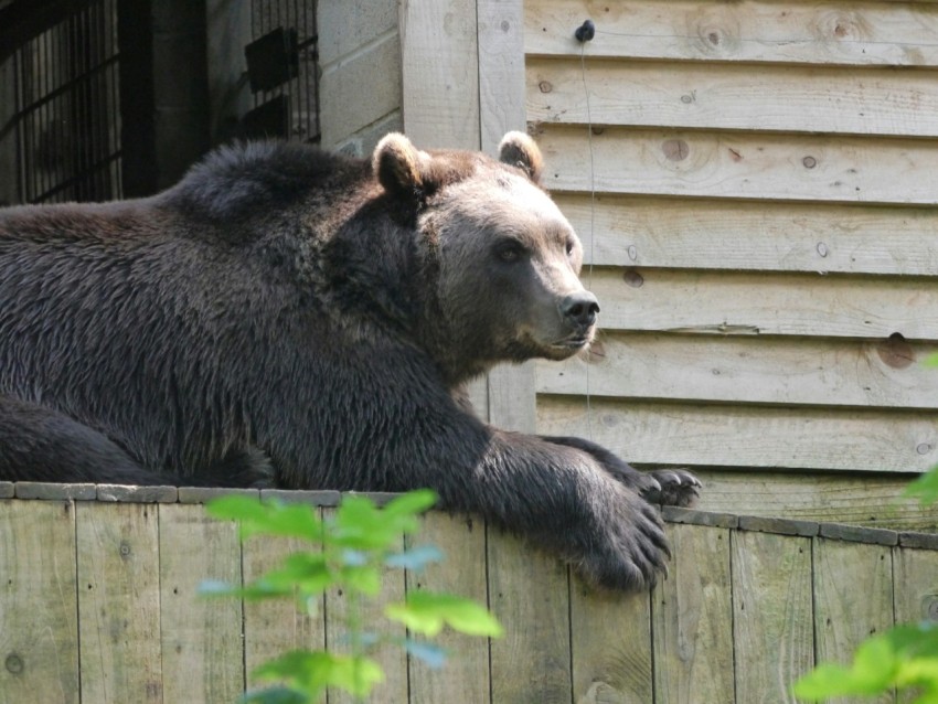 a large brown bear sitting on top of a wooden fence