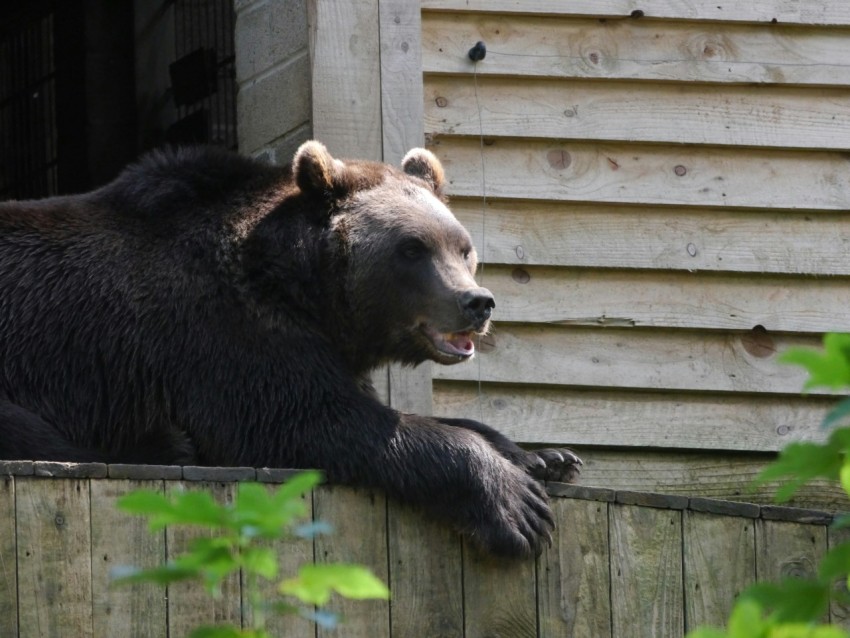 a large brown bear sitting on top of a wooden fence Uo