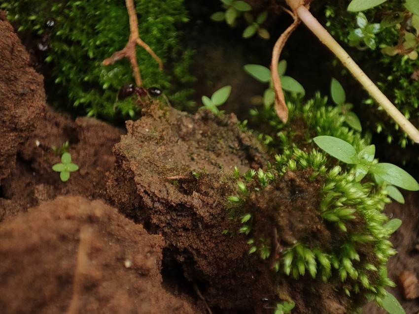 a close up of some plants and dirt