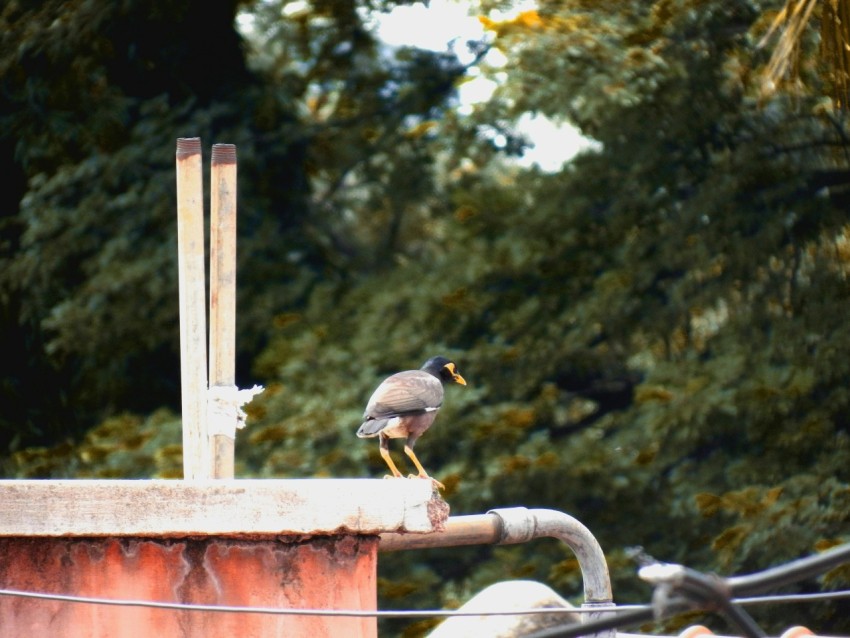 a bird sitting on top of a metal pipe