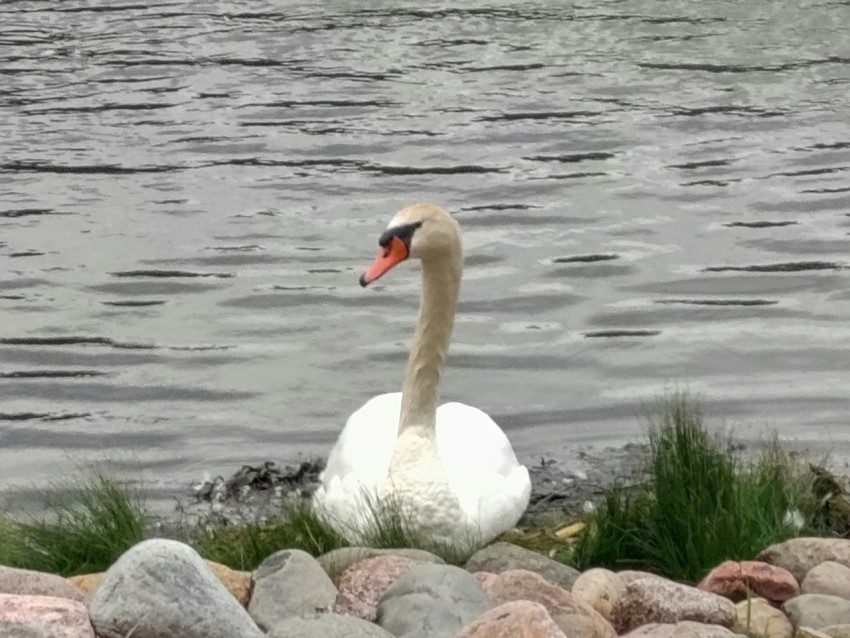 a swan is sitting on some rocks by the water