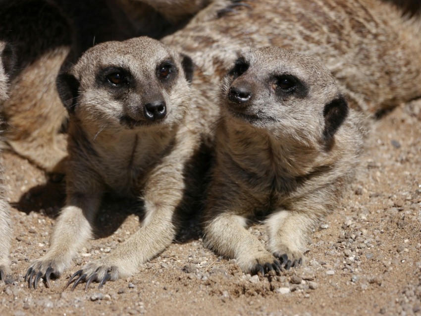 three meerkats are sitting together in the dirt