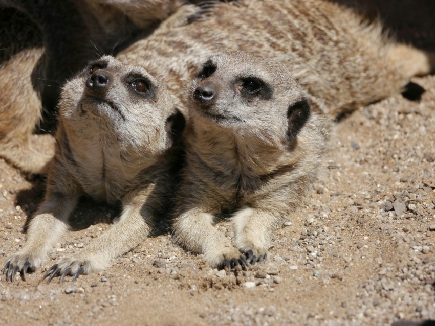 a couple of animals that are laying down