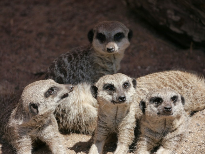 a group of four meerkats sitting on top of a rock