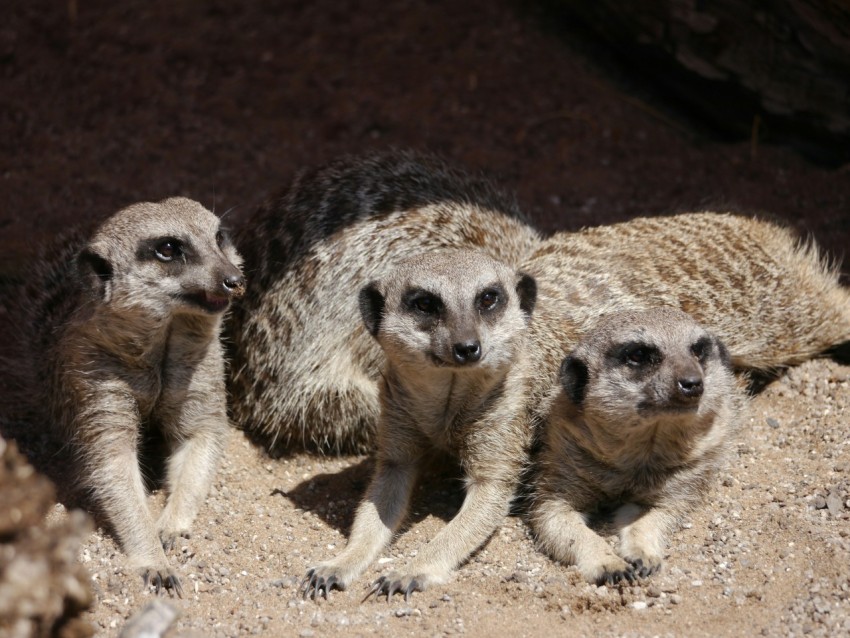 a group of three meerkats standing next to each other