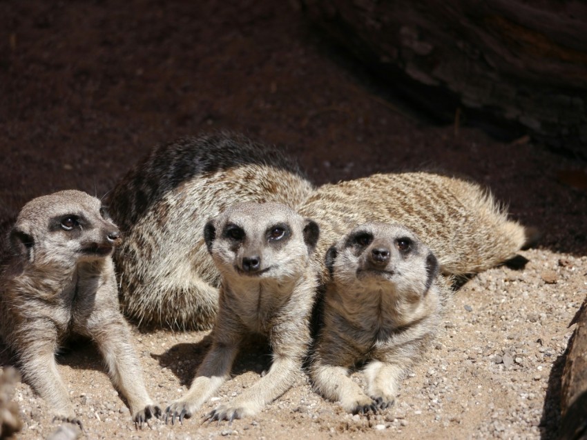 a group of three meerkats sitting on top of a rock