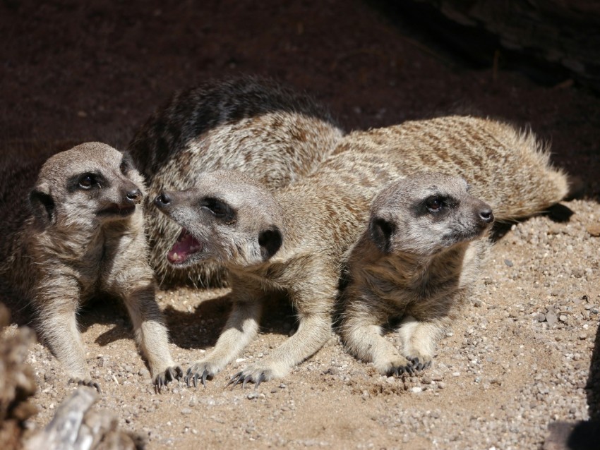 a group of three meerkats standing next to each other