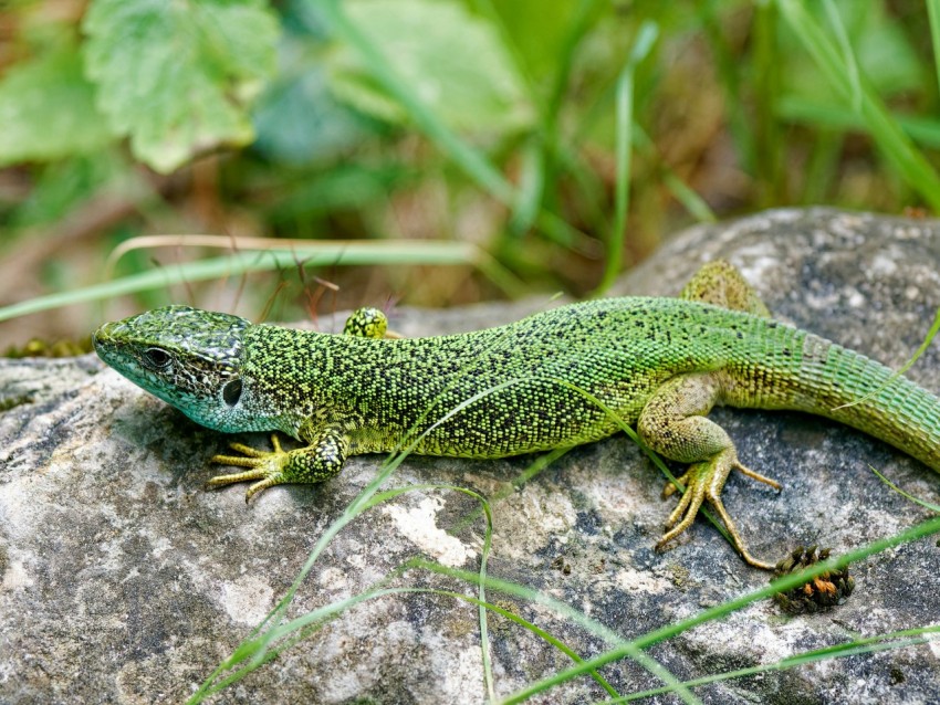 a lizard sitting on a rock in the grass